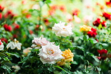 Beautiful white roses flowers background.Bouquet of fresh roses.