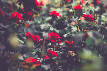 Red rose flowers blossom on wild field.Beautiful field red rose with selective focus.Creative processing in dark low key.Red flowers in the dark.Vintage style.