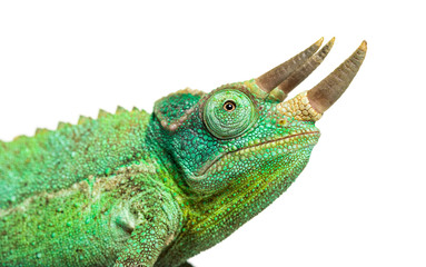 Naklejka premium Side view of a Jackson's horned chameleon walking