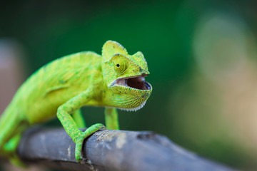 Green chameleon india