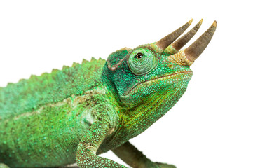 Side view of a Jackson's horned chameleon walking