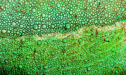 Skin Close-up on a Jackson's horned chameleon