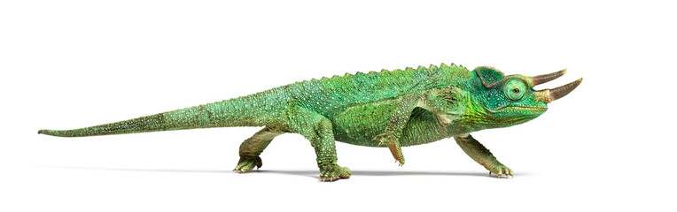 Side view of a Jackson's horned chameleon walking