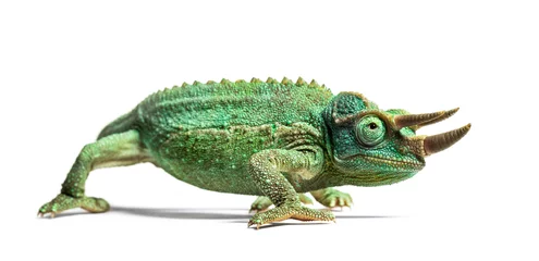 Foto op Canvas Side view of a Jackson's horned chameleon walking © Eric Isselée