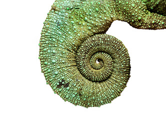 Queue of a Jackson's horned chameleon © Eric Isselée
