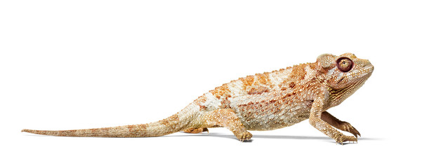 Panther chameleon, Furcifer pardalis in front of white
