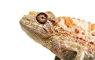Panther chameleon, Furcifer pardalis in front of white