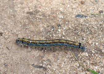 harmful to plants butterfly larva crawling on the sand in the garden