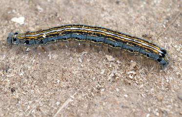 harmful to plants butterfly larva crawling on the sand in the garden
