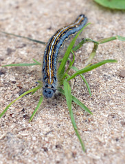 harmful to plants butterfly larva crawling on the sand in the garden