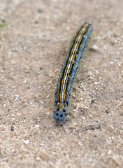 harmful to plants butterfly larva crawling on the sand in the garden