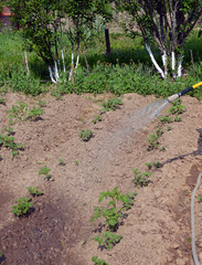 watering of young beet sprouts of carrots and potatoes in the garden on a Sunny summer day