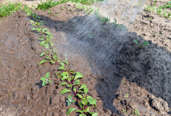 watering of young beet sprouts of carrots and potatoes in the garden on a Sunny summer day