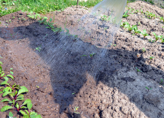watering of young beet sprouts of carrots and potatoes in the garden on a Sunny summer day