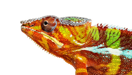 Panther chameleon, Furcifer pardalis, in front of white