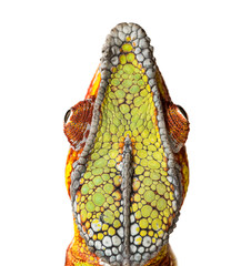 Panther chameleon, Furcifer pardalis, in front of white © Eric Isselée