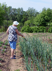 beautiful old woman watering vegetable plants from a hose on a hot summer day