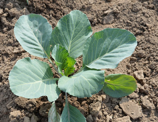 young sprouts of cabbage in the garden on a Sunny summer day