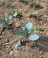young sprouts of cabbage in the garden on a Sunny summer day