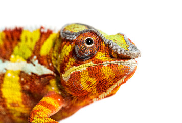Head of Panther chameleon, Furcifer pardalis looking at camera