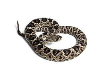 western diamondback rattlesnake or Texas diamond-back in front of white