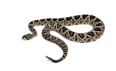 western diamondback rattlesnake or Texas diamond-back in front of white