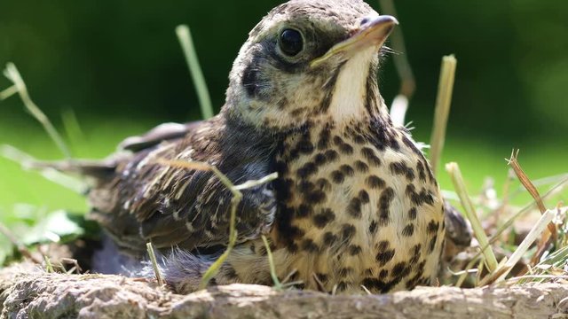 Nestling thrush Fieldfare sitting in a nest in the natural environment on a sunny summer day