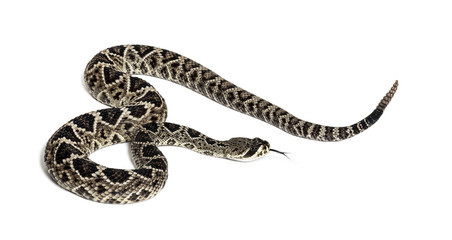 western diamondback rattlesnake or Texas diamond-back in front of white