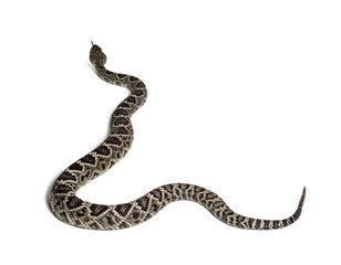 western diamondback rattlesnake or Texas diamond-back in front of white