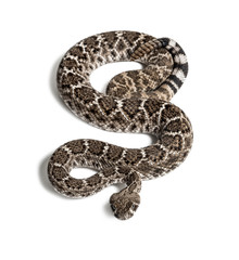 western diamondback rattlesnake or Texas diamond-back in front of white