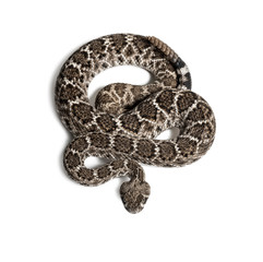 western diamondback rattlesnake or Texas diamond-back in front of white