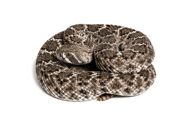western diamondback rattlesnake or Texas diamond-back in front of white