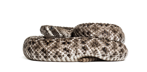 western diamondback rattlesnake or Texas diamond-back in front of white