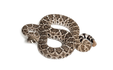 western diamondback rattlesnake or Texas diamond-back in front of white