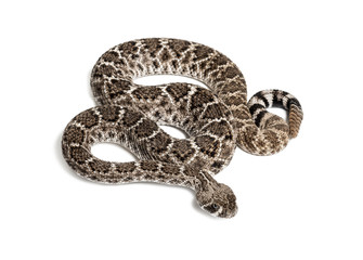 western diamondback rattlesnake or Texas diamond-back in front of white
