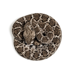 Obraz premium western diamondback rattlesnake or Texas diamond-back in front of white