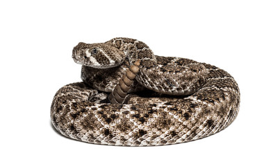 western diamondback rattlesnake or Texas diamond-back in front of white