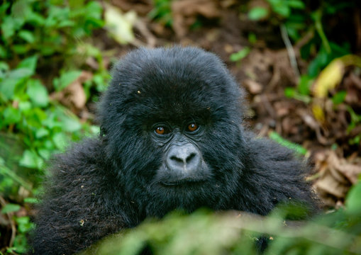 Baby Gorilla  In Volcanoes National Park, Rwanda