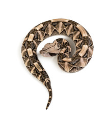 Bitis gabonica, Gaboon viper , Bitis gabonica, is a viper specie