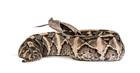 Bitis gabonica, Gaboon viper , Bitis gabonica, is a viper specie