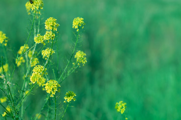 Delicate yellow flowers on green grass background. Floral spring background