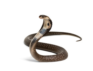 King cobra, Ophiophagus hannah, venomous snake against white - obrazy, fototapety, plakaty