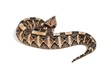 Bitis gabonica, Gaboon viper , Bitis gabonica, is a viper specie
