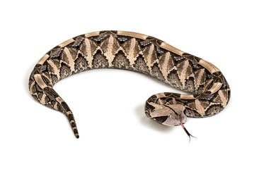 Bitis gabonica, Gaboon viper , Bitis gabonica, is a viper specie