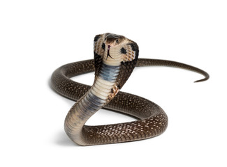 King cobra, Ophiophagus hannah, venomous snake against white