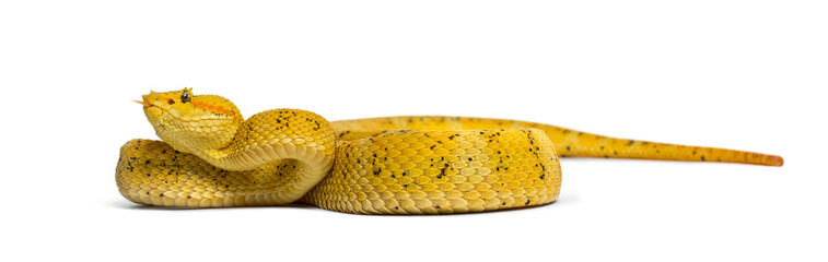 Eyelash viper, pit viper in front of white