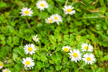Fototapeta premium White Daises on a meadow during spring with defocused bacground