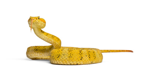Eyelash viper, pit viper in front of white