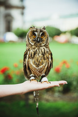 Bird of prey owl