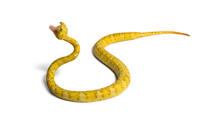 Eyelash viper, pit viper in front of white